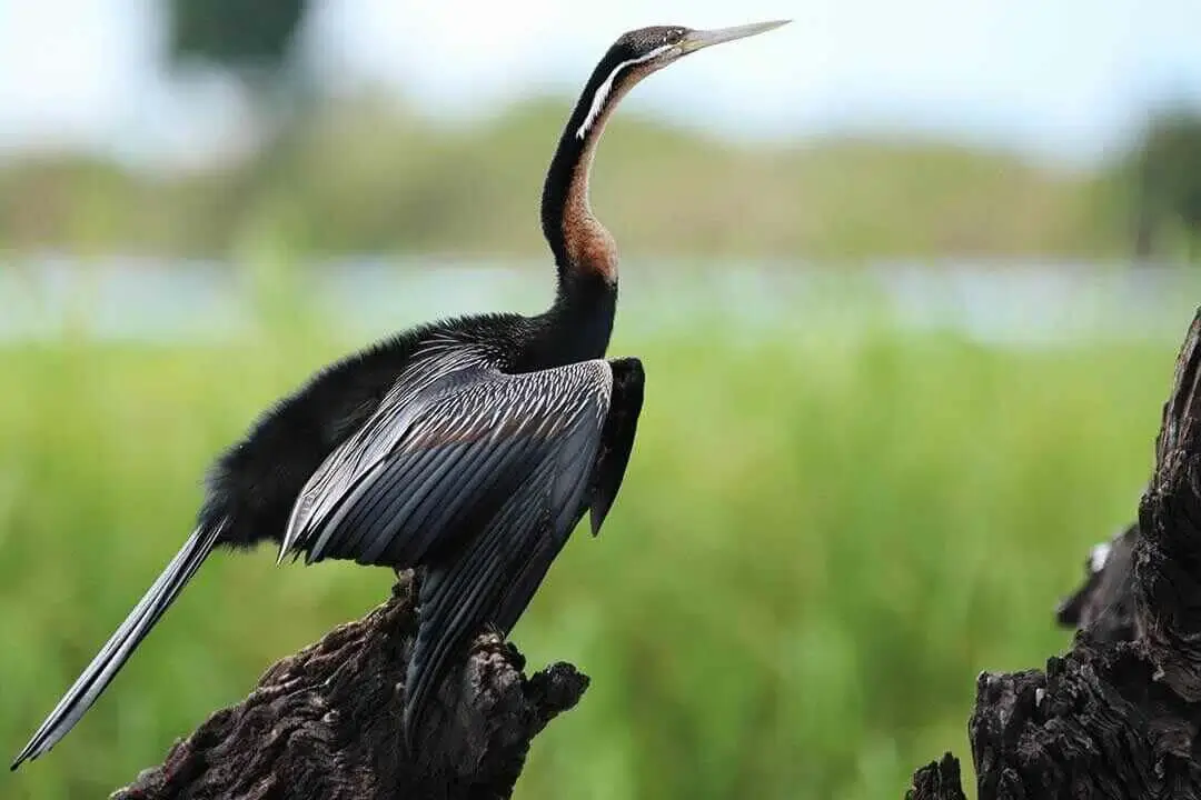 African darter